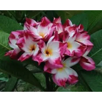 Plumeria Plant